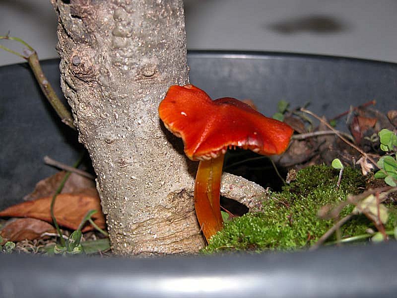 Bonzai con Hygrocybe